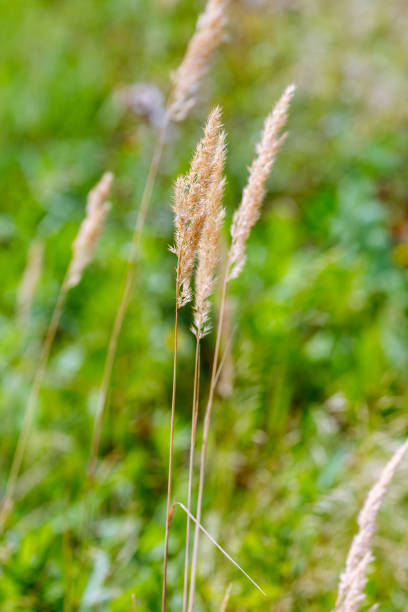 istock Dry ears of wild grass on a natural background 1335093698