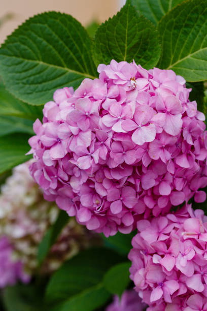istock Inflorescence of hydrangea garden (HYDRANGEA macrophylla) 1335093734