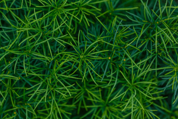 istock Natural background of green leaves 1335093741