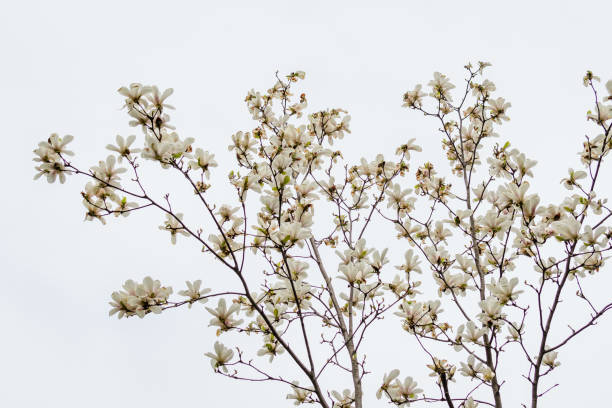 close up of delicate white magnolia flowers in full bloom on a branch in a garden in a sunny spring day, beautiful outdoor floral background - plant white magnolia tulip tree imagens e fotografias de stock