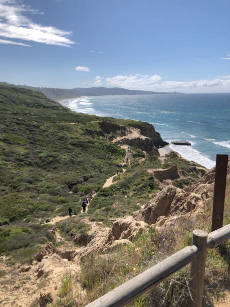 природный заповедник торри пайнс - torrey pines state reserve стоковые фото и изображения