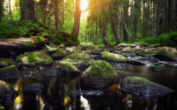 istock Forest river creek water flow. Beautiful landscape 1335096383