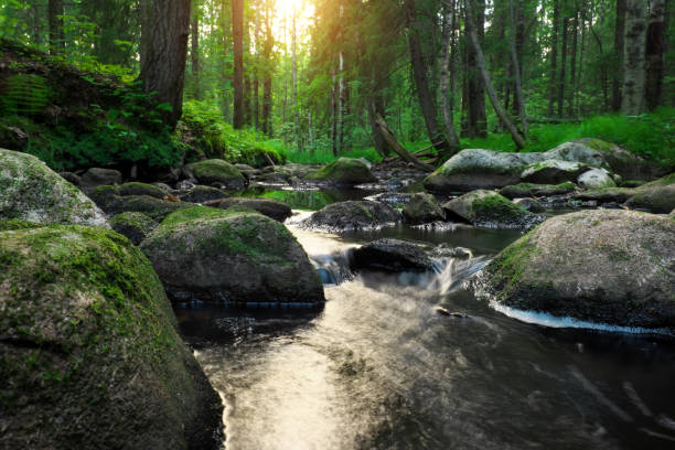 istock Forest river creek water flow. Beautiful landscape 1335096414