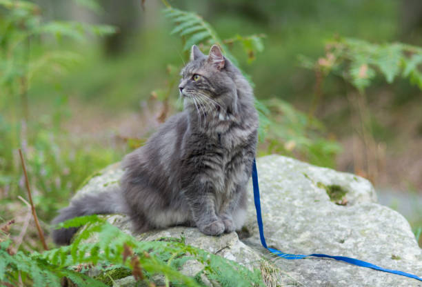 Walking with grey siberian cat with harness in forest park