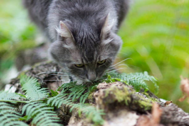 istock Walking with grey siberian cat in forest park 1335096439