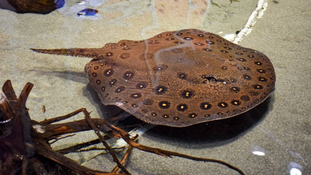 istock Motoro Ray at the aquarium 1335096672