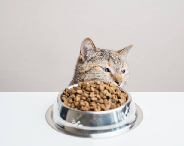 istock Cat in front of the kitchen table, waiting for food. 1335097986