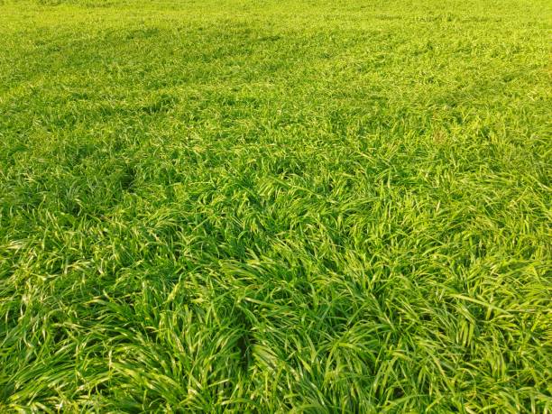 ryegrass pasture, feed for cattle