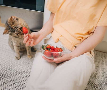 Domestic cat is interested in ripe delicious strawberries from the hands of woman at home.
