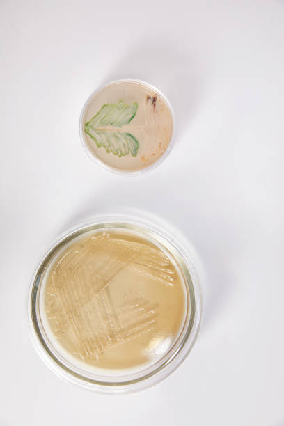 istock Microbiology Laboratory. Petri Dishes with Various Bacteria Samples 1335101074