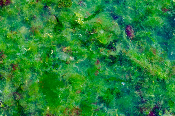 Bright green seaweed in the water of Odessa, Ukraine, background