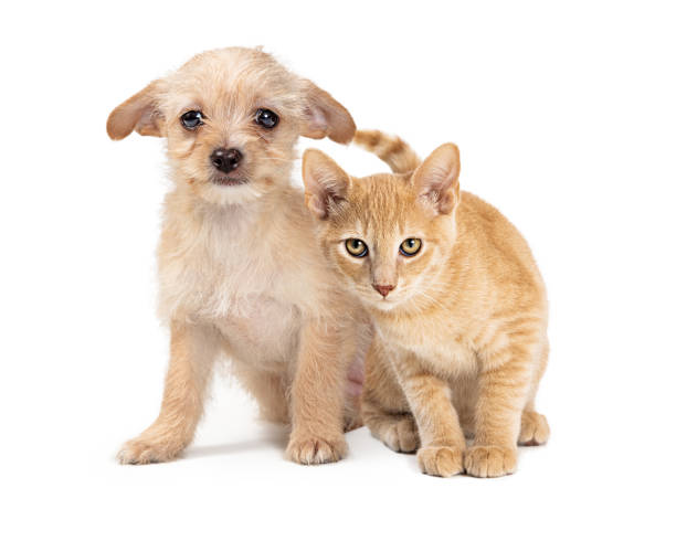 istock Cute Young Puppy Dog and Kitten Together 1335109629