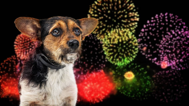 hund hat angst vor feuerwerk zum unabhängigkeitstag - gruseln stock-fotos und bilder