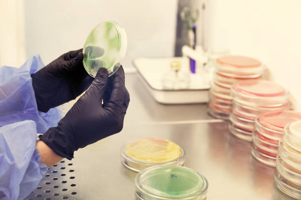istock Researcher working with petri dish with bacteria in bacteriological laboratory. Concept of Pharmaceutical Development for Antibiotics, Curing Disease 1335109680