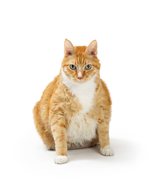 istock Large Overweight Orange Tabby Cat  Sitting 1335109709