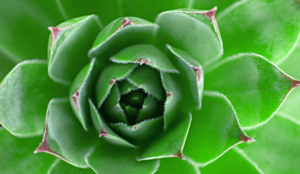 istock Succulent close-up. Juicy background, high-quality succulent texture. The background is vegetable. 1335109739