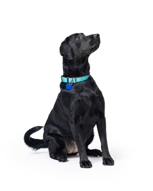 istock Well Mannered Black Lab Crossbreed Dog 1335110315