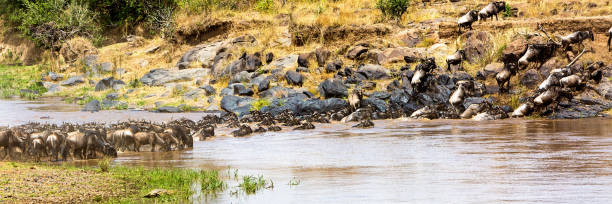 istock Wildebeest Swimming Across the Mara River 1335110326