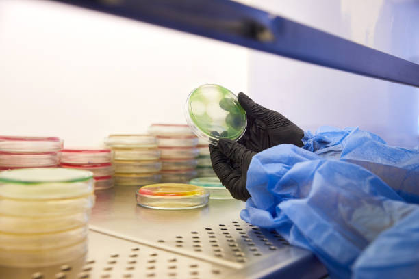 istock Gloved Hand of a Technician or scientist working with petri dish in microbiology laboratory. Bacterial Culture Media. Microbiologist. Bacteria 1335112902