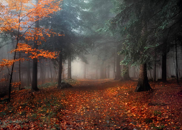 istock The forest in the fog 1335113268