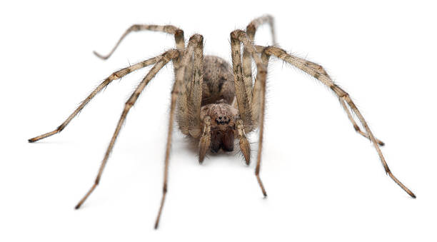 istock Front view of a Cardinal spider, Tegenaria parietina, white background. 133511448