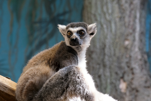 Lemur looks sideway as standing on tre branch