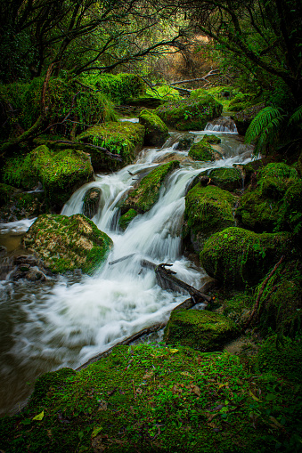 Kareaara stream in the Tangoio scenic reserve, Napier