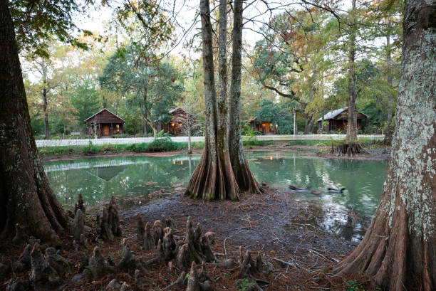 Ducks swim around the tiny island at a cypress pond at the Myrtles Plantation, built in 1796, one of America's most haunted places, Great River Road, St. Francisville, Louisiana, USA
