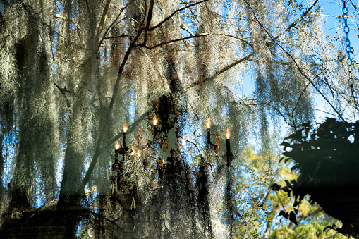 Creepy reflection of a lit chandelier reflected in the window pane looking outdoors at the Spanish moss hanging from Crepe Myrtle trees, Myrtles Plantation, St. Francisville, Louisiana, USA