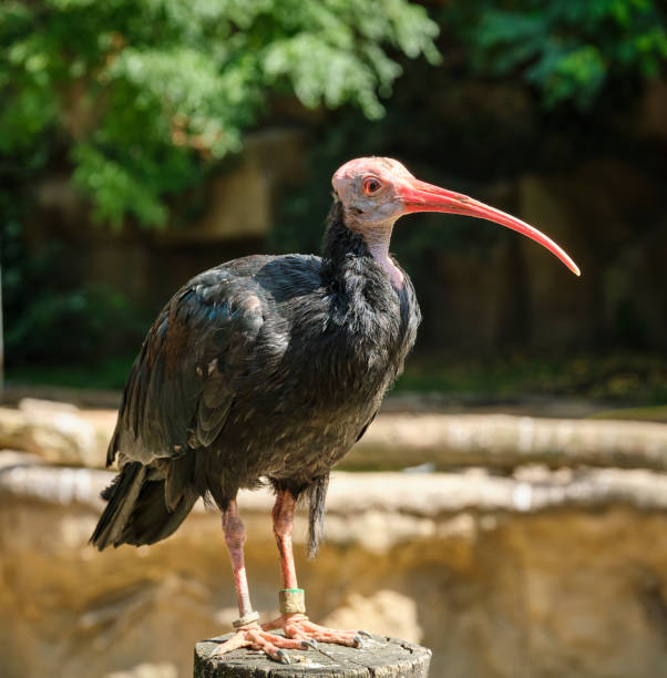 istock Southern bald ibis, Geronticus calvus 1335115985