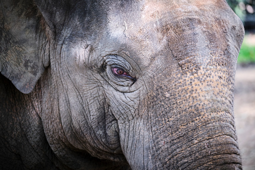 Shot of elephant eye with part of the animal head