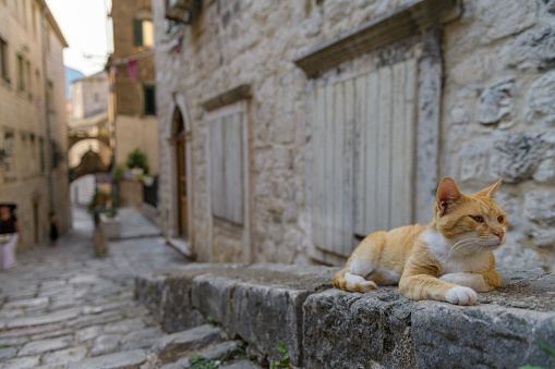 A cat sitting on top of a stone pavement at street old medieval town of Kotor, Montenegro