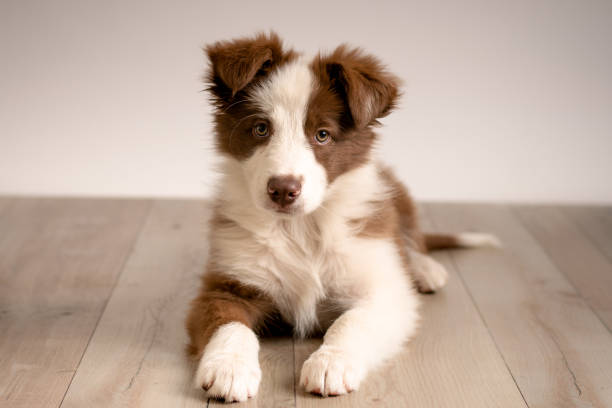 Puppy Border Collie Two-month-old brown and white border collie dog sitting looking at the photo border collie puppies stock pictures, royalty-free photos & images