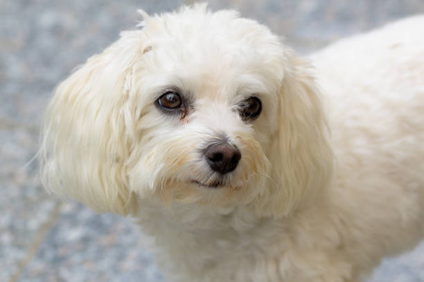 istock Curious little white dog staring at the camera 1335122799