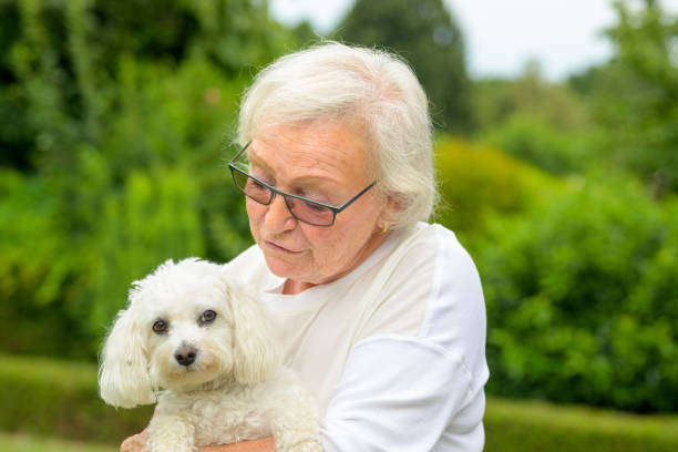 istock Elderly lady holding a little white Havanese dog 1335122803