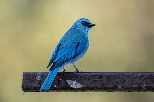istock Verditer Flycatcher bird with nature green background 1335122887