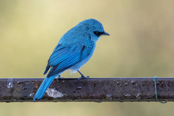 istock Verditer Flycatcher bird with nature green background 1335122892