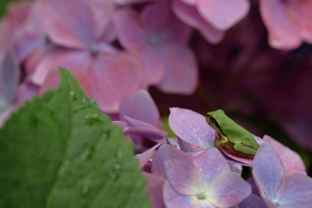 istock A tree frog on a rainy day,hydrangea,Rainy Season (Kochi Prefecture, Noichi Hydrangea Road) 1335124334