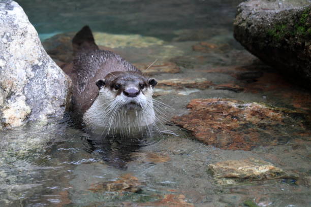 istock African clawless otter,In the water, summer 1335124361