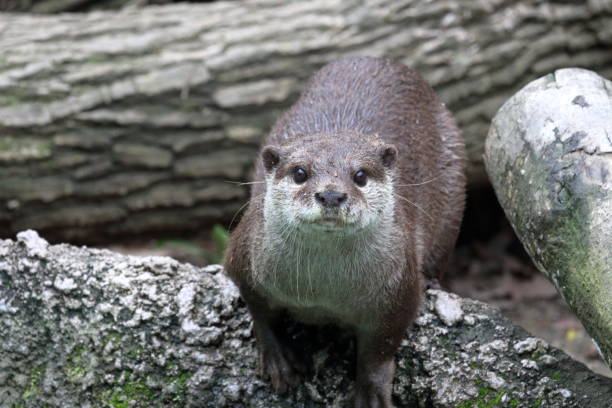istock Asian small-clawed otter,Looking at the camera, early summer 1335124462