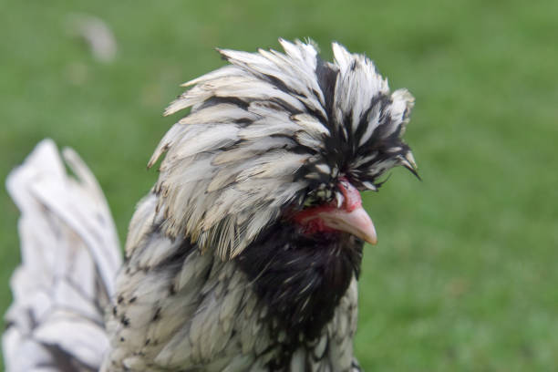 istock Silver laced polish pullet , bird farm chicken 1335125636