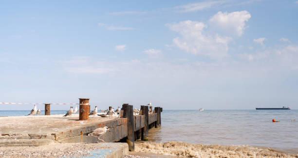 istock Seagulls flock at the Black Sea shoreline 1335125896