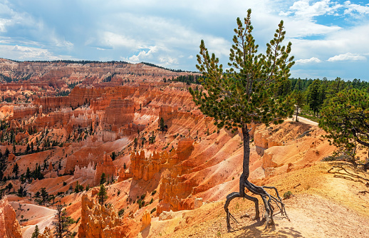 Dead Tree at Bryce Canyon National Park in Utah