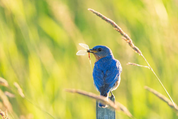 Male Eastern Bluebird with a winged insect A Male Eastern Bluebird is perched in the golden sun on a warm summer evening, with a green grassy field in the background, carrying a winged insect to feed its family in a nearby nesting box. bluebird bird stock pictures, royalty-free photos & images