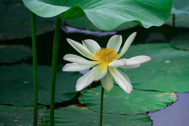 primo primo passo del loto bianco - lotus single flower water lily water foto e immagini stock