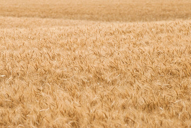Wheat Field stock photo