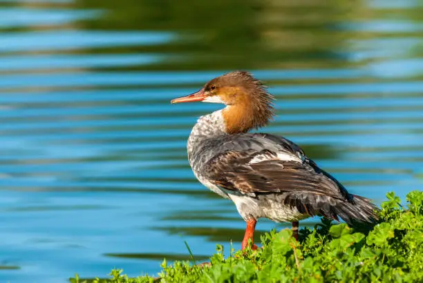 The Common Merganser (Mergus merganser) is a large diving duck that lives in rivers, lakes and saltwater in the forested areas of Europe, northern and central Asia, and North America. It has a serrated bill that helps it grip its prey which are mostly fish. In addition, it eats mollusks, crustaceans, worms and larvae. The common merganser builds its nest in tree cavities. The species is a permanent resident where the waters remain open in winter and migrates away from areas where the water freezes. This female common merganser in non-breeding plumage was photographed while standing on the bank of Walnut Canyon Lakes in Flagstaff, Arizona, USA.