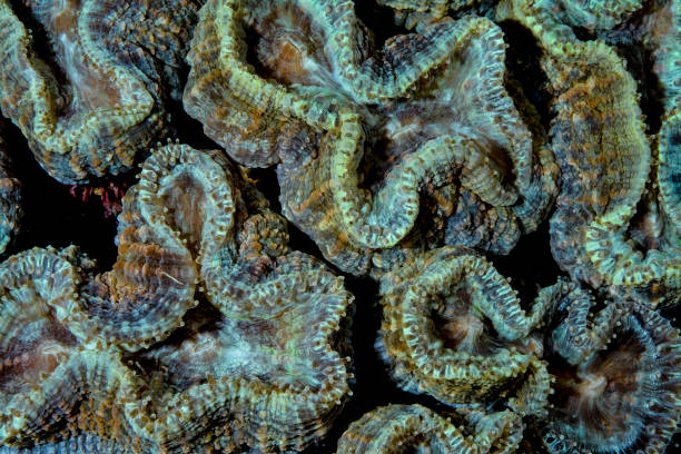 Open Brain Coral Details and beautiful pattern stock photo