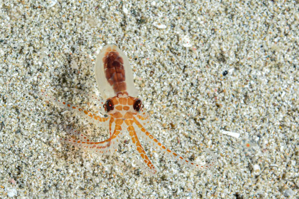 Juvenille baby octopus stock photo
