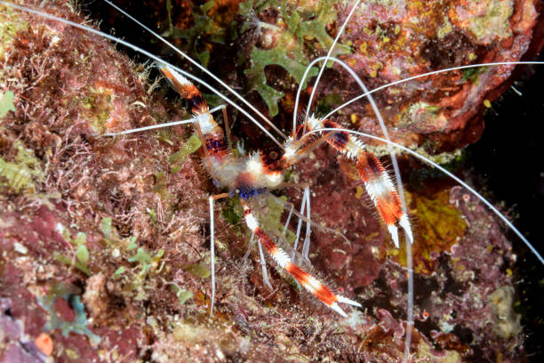 Banded Coral Shrimp (Stenopus hispidus ) stock photo